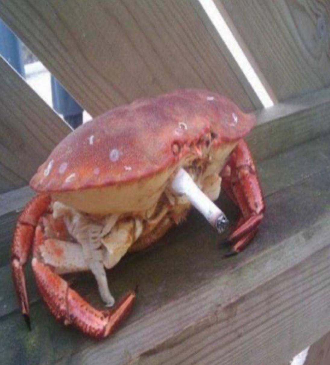 Smokecrab meme coin mascot